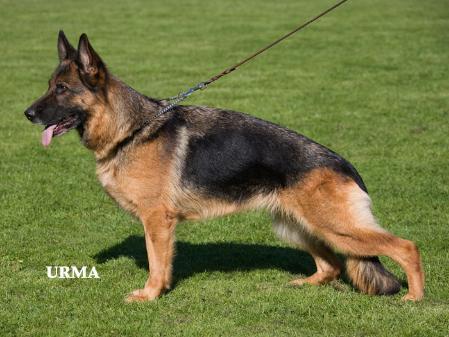 V 43 SHZS/ ED NORMAL Aura von den Lahnhöhen