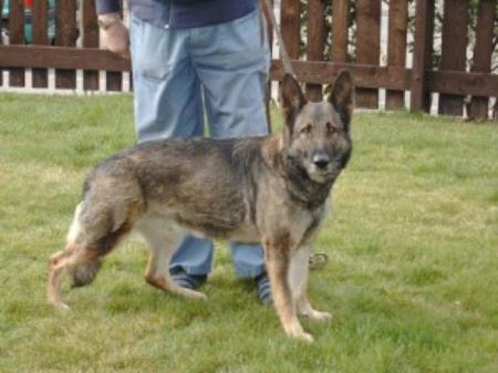 Zytta v.d. Geerenecke