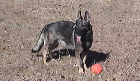 Daisy von den Tempelherren