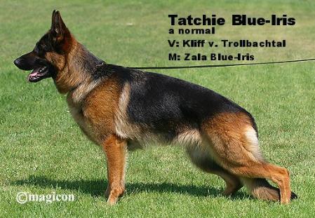 VV Tatschi Blue-Iris