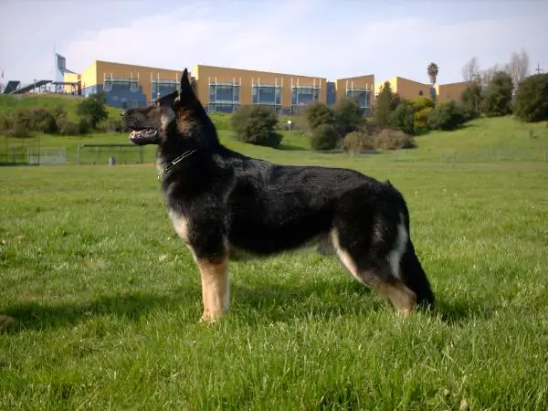 Flash vom Mutigen Zwinger