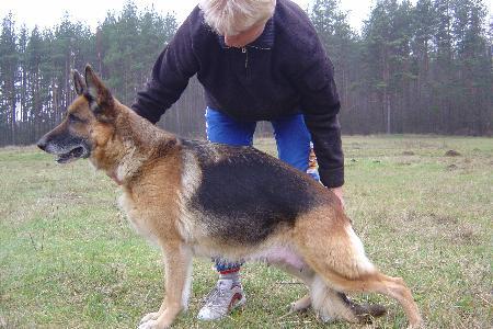 Isa Gelezinis vilkas