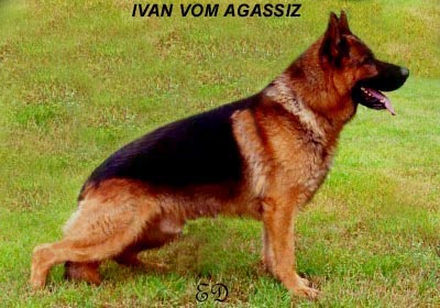 Ivan Vom Agassiz
