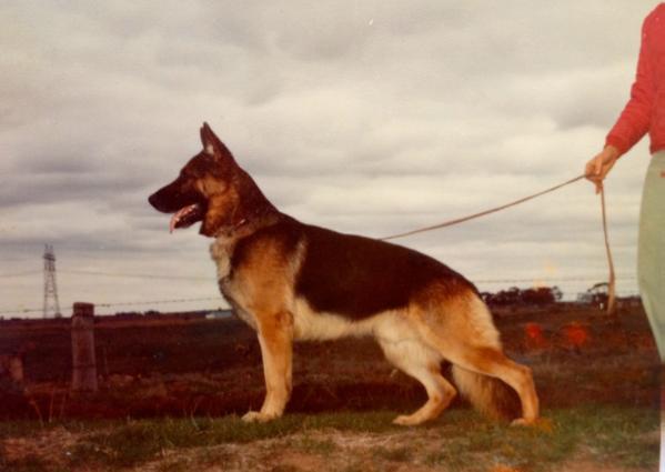 Australian Sieger 1979 Gold Medal Winner - Hermann Martin SV Barry vom Bertelsdorfer Hang