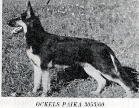 Ockels Paika