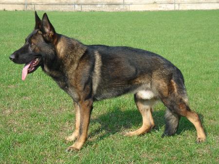 SPAIN CHAMP.FCI 2008 Fero vom Moldenberg