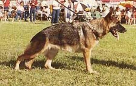 VA (AUST) Vinberg Iced Kiwi