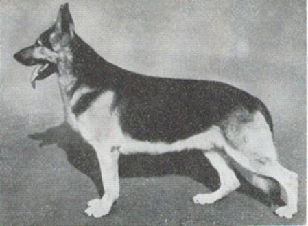 FINUCH SUCH Curtings Rasant