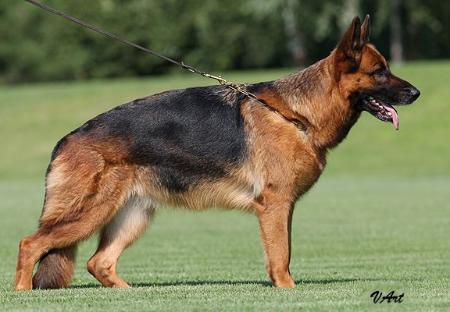 F'Arnet z Dalevoy Zemly