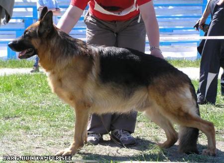 V12 SHZS RU 2006 Bär vom Holtkämper See