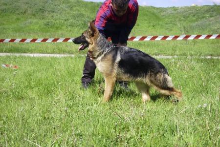 V1 Xannie Vom Kirschental