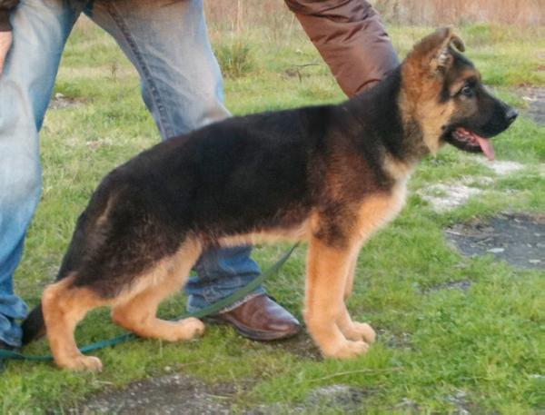 Aris (1998) COR  5929-98/166