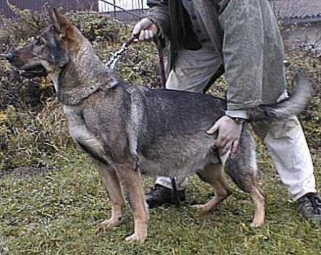 Hila z Pohranicni straze