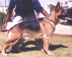 CH (INDIA) Grandeurs Igor De Brunskilltal