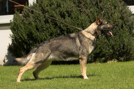 V Kira vom Heslachereck