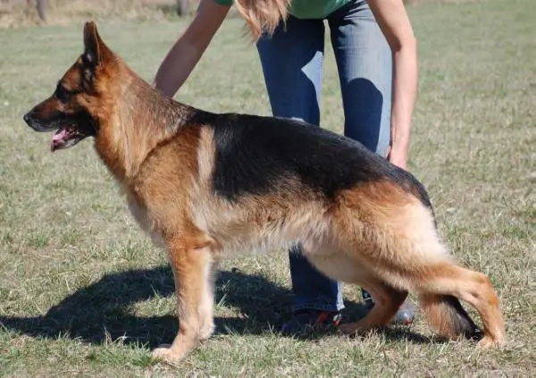 V ObiWan vom Theishof