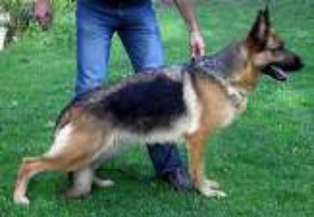 Daika di casa Piellier