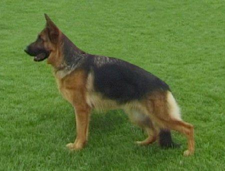 Osaka vom Fichtenschlag