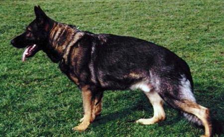 SG Natz vom Heiligenbösch