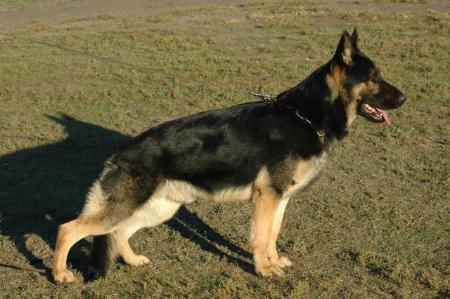 SG Jarek vom Patiala