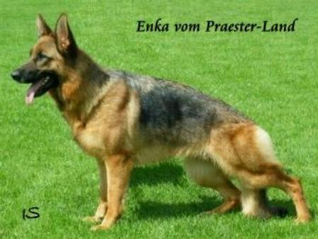 V1 Enka vom Praester-Land