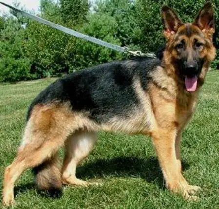 Lisa vom Polarkreis (GER)