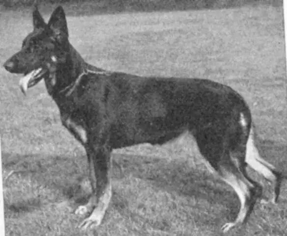 CH (US) Jennifer of Ireton