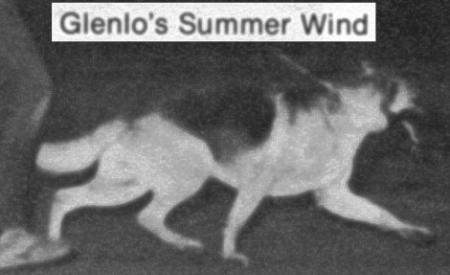 Glenlo's Summer Wind