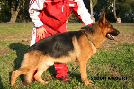 V1 (PL) Sebor van Noort