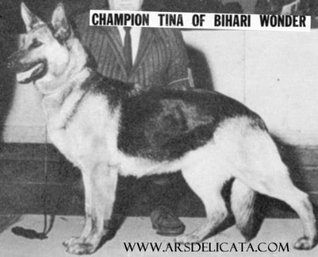 CH (US) Tina of Bihari Wonder