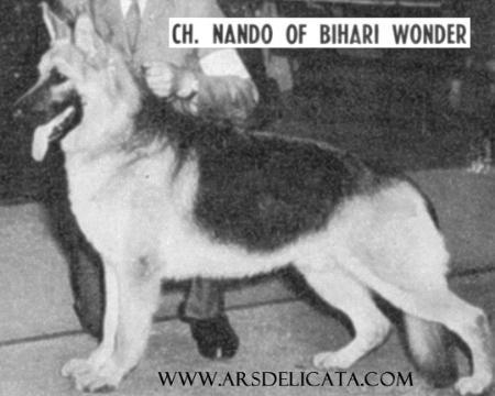 CH (US) Nando of Bihari Wonder