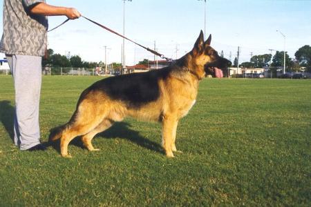 Niro von der Holzheimer Linde