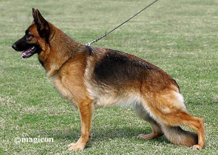 V Sela van de Zomerdijkslanden