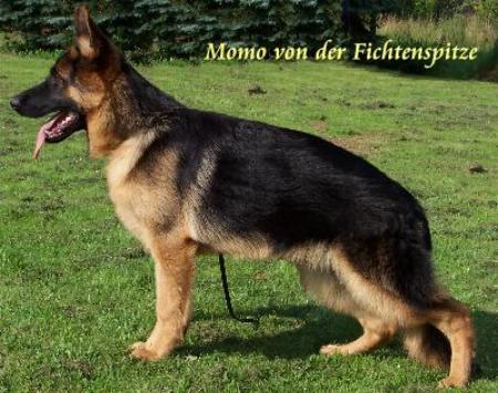 Momo von der Fichtenspitze