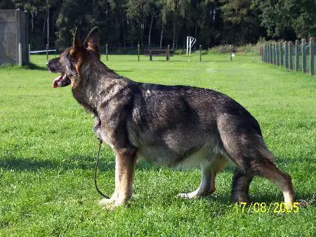 Buffy von den Herbstzeitlosen