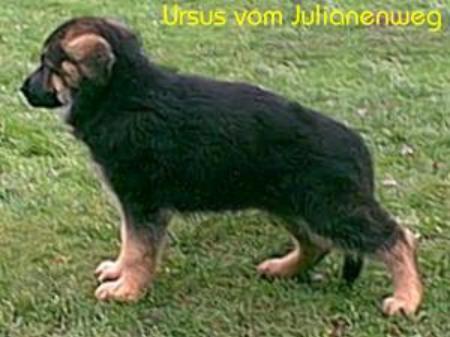 Ursus vom Julianenweg