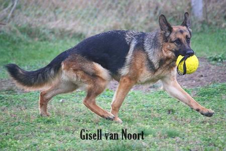 Gisell van Noort