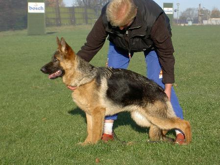 Togo Gelezinis vilkas
