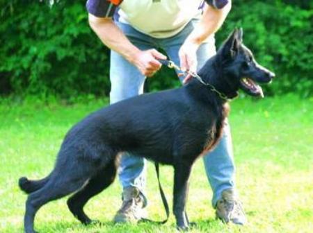 Tigra vom Kirchberghof