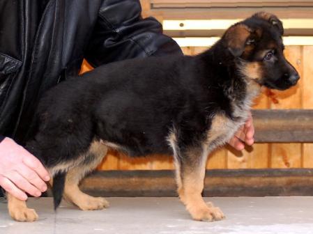 Gero vom Höchstadter Wehr