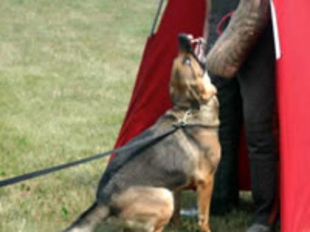 SG3 Hannah vom Klaushaus