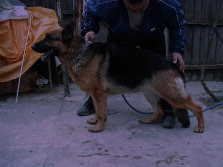 F.P 1 Yolla V Haus Mofli