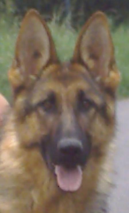 dixye vom teufel schelten