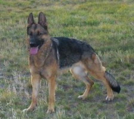 OhRuby von der Sherman-Ranch