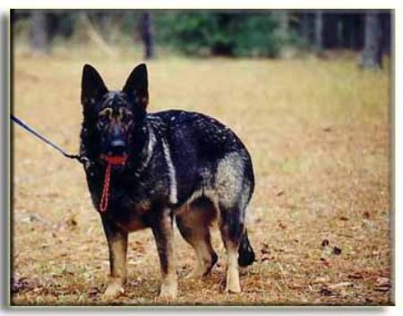 Elly vom Oberhausener-Kreutz