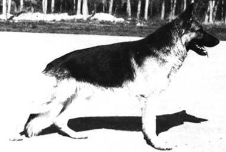 Basko von Haus Hellenbeck