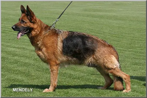 Biggy von der Kleinen Ranch