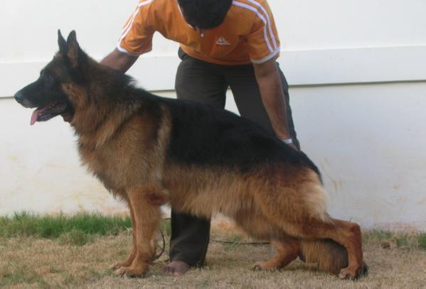 Hulk vom Aachtal of yenkapalli