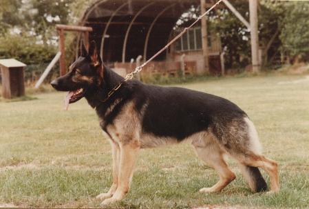 Arko vom Furst Blucher