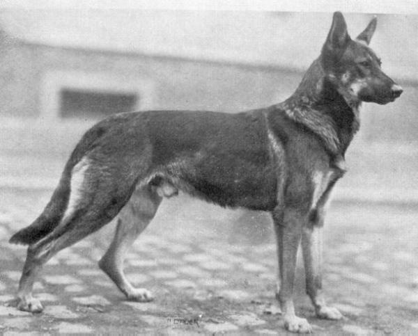 Bruno von der Schwanenwiese